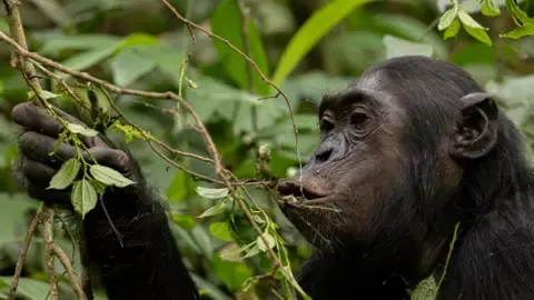 Wild Chimps Ingesting an Amount Equal of a Beer Each Day from Ripe Produce, Investigation Reveals